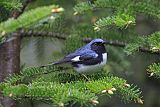 Black-throated Blue Warblerborder=