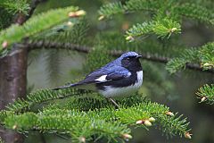 Black-throated Blue Warbler