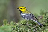 Black-throated Green Warbler