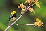 Black-throated Green Warbler