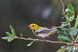 Black-throated Green Warbler