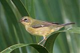 Black-throated Blue Warbler