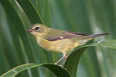 Black-throated Blue Warbler