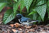 Black-throated Blue Warbler