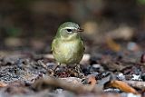 Black-throated Blue Warbler