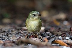 Black-throated Blue Warbler