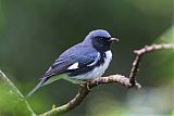 Black-throated Blue Warbler