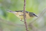 Black-throated Blue Warblerborder=