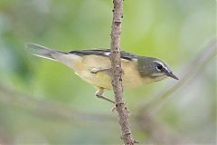 Black-throated Blue Warbler