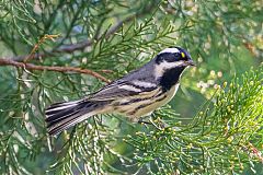 Black-throated Gray Warbler