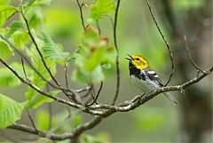 Black-throated Green Warbler