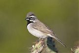 Black-throated Sparrow