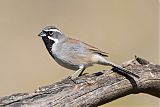 Black-throated Sparrowborder=