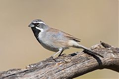 Black-throated Sparrow