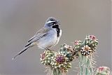 Black-throated Sparrow