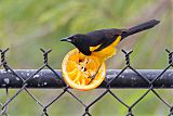 Black-vented Oriole