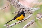 Black-vented Oriole