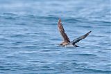 Black-vented Shearwater