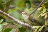 Black-whiskered Vireo