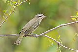 Black-whiskered Vireoborder=