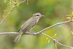 Black-whiskered Vireo