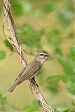 Black-whiskered Vireo