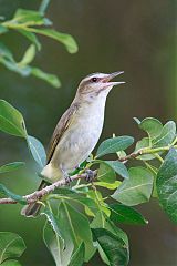 Black-whiskered Vireo