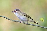 Black-whiskered Vireo