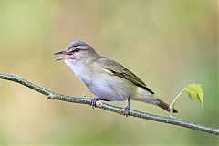 Black-whiskered Vireo