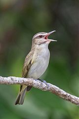 Black-whiskered Vireo