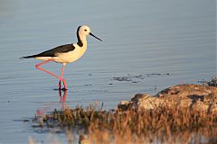 Black-winged Stilt