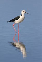 Black-winged Stilt