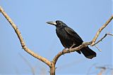 Black Butcherbird