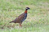 Black Francolin