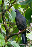 Black Guan