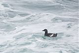 Black Guillemotborder=