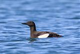 Black Guillemot