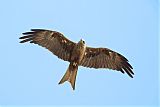 Black Kite