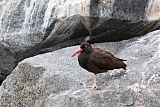 Black Oystercatcher