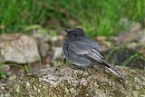 Black Phoebe