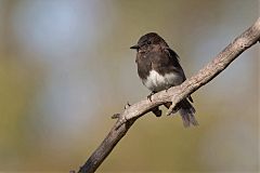 Black Phoebe