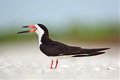 Black Skimmer