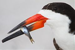 Black Skimmer