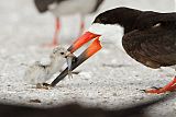 Black Skimmer