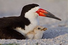 Black Skimmer