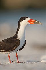 Black Skimmer