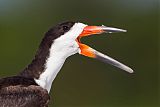 Black Skimmer