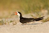 Black Skimmer