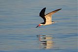 Black Skimmer