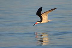 Black Skimmer